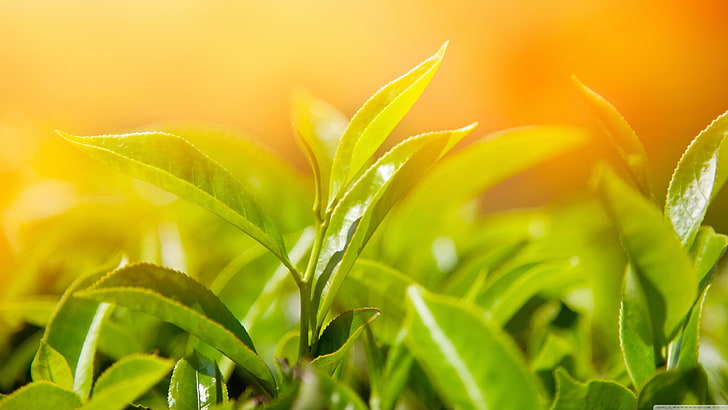 green leafed plant, closeup, plants, sunlight, leaves, HD wallpaper