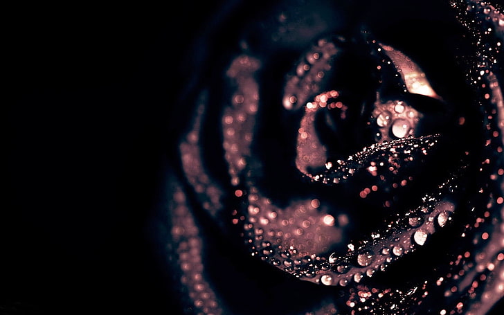 rosa roja y gotas de agua, sin título, naturaleza, flores, macro, Fondo de pantalla HD