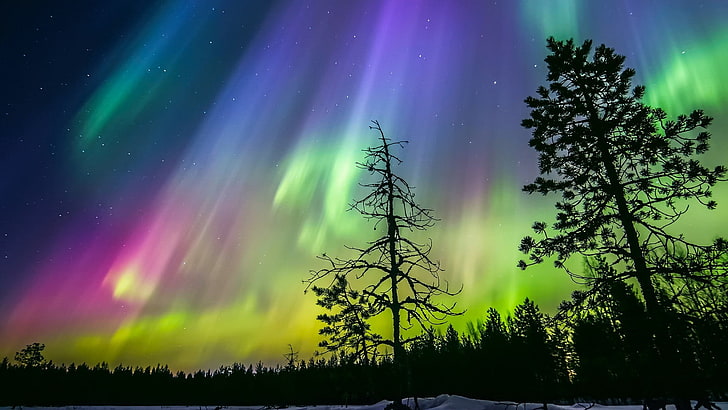 arbres sous Aurora, nature, paysage, silhouette, arbres, longue exposition, Finlande, nuit, hiver, neige, étoiles, aurores, forêt, pins, coloré, Fond d'écran HD