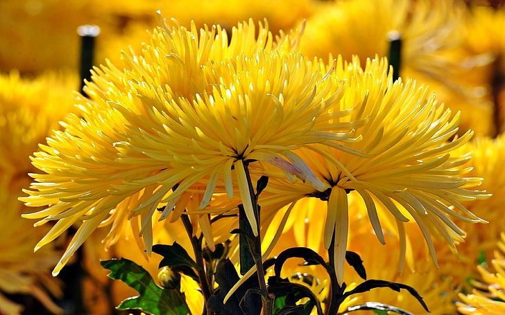 Fleurs d'automne de chrysanthème jaune Desktop HD Fonds d'écran pour téléphones mobiles et ordinateurs 3840 × 2400, Fond d'écran HD