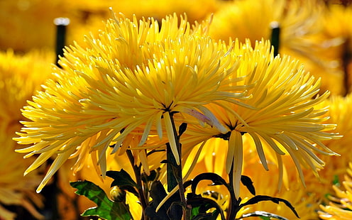 Crisantemo amarillo flores de otoño Fondos de escritorio HD para teléfonos móviles y computadoras 3840 × 2400, Fondo de pantalla HD HD wallpaper
