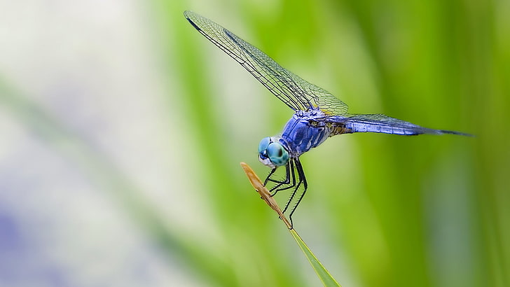blue dragonfly, dragonfly, grass, plant, HD wallpaper