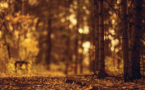 bruntorkade löv, höst, löv, träd, bänk, natur, bakgrund, träd, widescreen, tapet, oskärpa, helskärm, HD-bakgrundsbilder, helskärm, HD tapet HD wallpaper