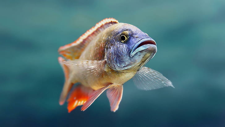 Hewan Ikan Underwater HD Layar lebar, ikan, hewan, bawah air, layar lebar, Wallpaper HD