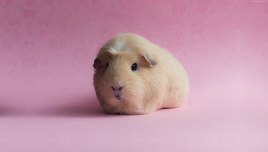 Guinea Pig, funny animals, pink, HD wallpaper HD wallpaper