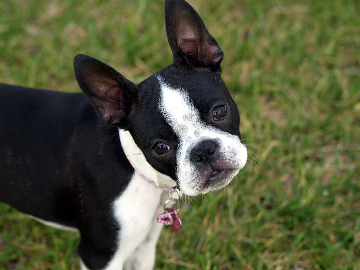 dewasa hitam dan putih Boston terrier, boston terrier, anak anjing, wajah, kejutan, berjalan, Wallpaper HD