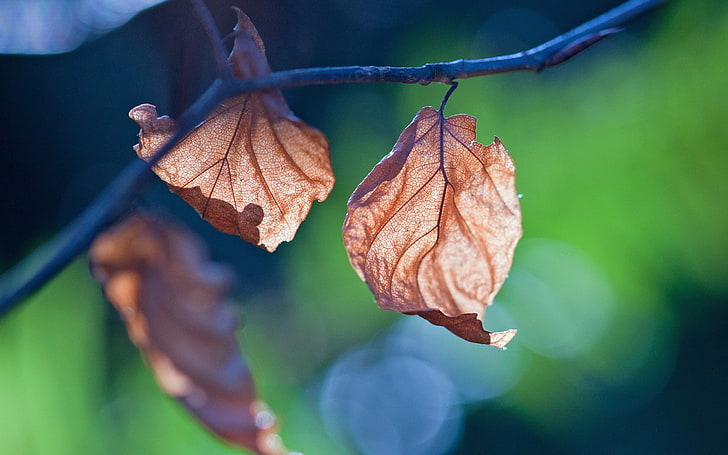 말린 된 갈색 잎, 잎, 분기, 자연, HD 배경 화면