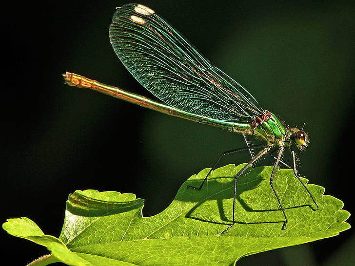 Dragonfly, insect, green leaf, Dragonfly, Insect, Green, Leaf, HD wallpaper