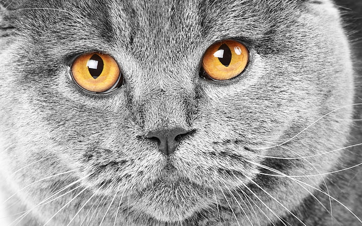 gatto grigio, gatto, muso, attesa, occhi, tristezza, Sfondo HD