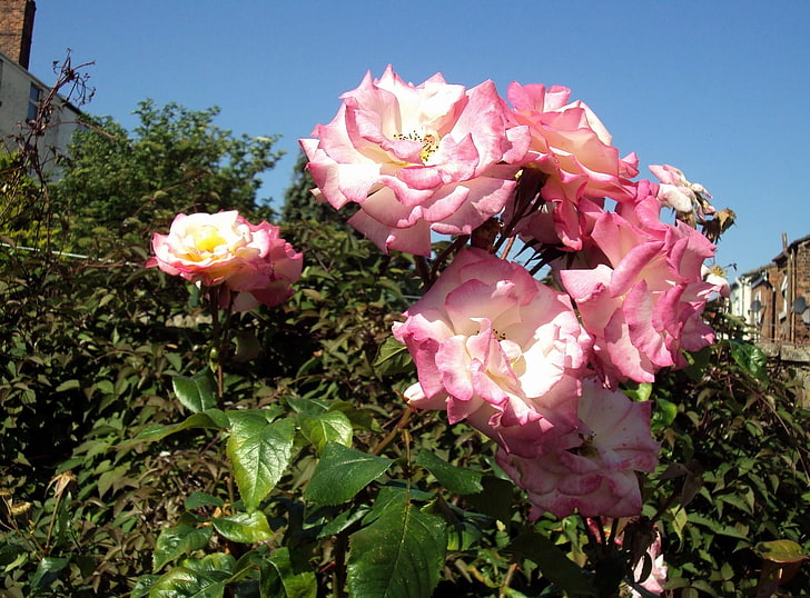 pink rose, roses, flowers, flowing, bushes, herbs, sun, HD wallpaper