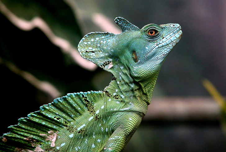 photography, nature, reptiles, chameleons, side view, HD wallpaper