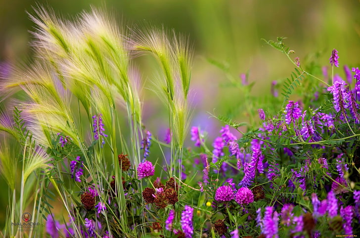 purple flowers, summer, flowers, stems, polka dot, spikelets, clover, grass, sheets, field, HD wallpaper