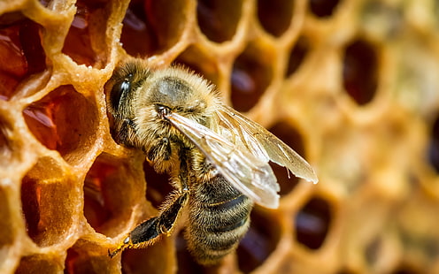 黄色のミツバチ、マクロ、蜂蜜、蜂の巣の蜂、 HDデスクトップの壁紙 HD wallpaper