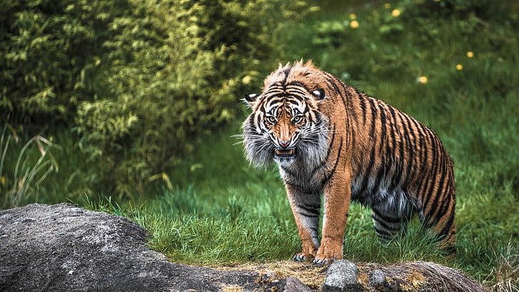 wildlife, tiger, terrestrial animal, siberian tiger, mammal, wilderness, grass, big cat, whiskers, HD wallpaper