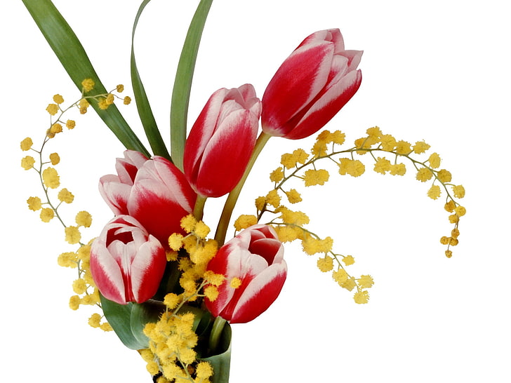 red tulip flower centerpiece, tulips, colorful, mimosa, flower, spring, HD wallpaper