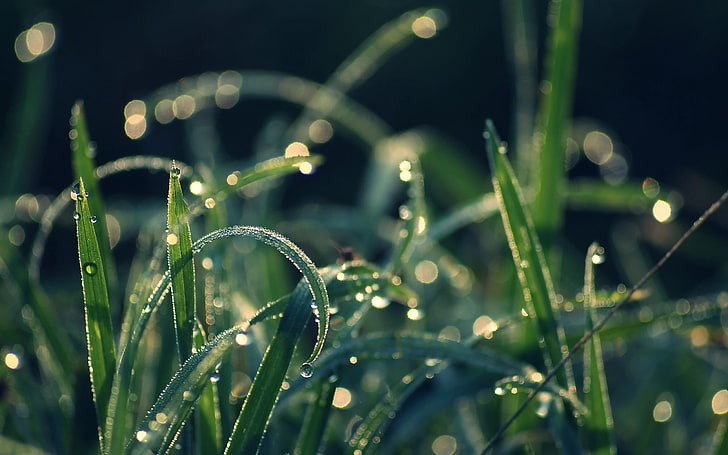 grünblättrige Pflanze, Gras, Tau, Feuchtigkeit, Tropfen, HD-Hintergrundbild