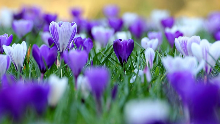 Púrpura, flor, violeta, bulbo, planta, jardín, flores, floral, flora,  florecer, Fondo de pantalla HD | Wallpaperbetter