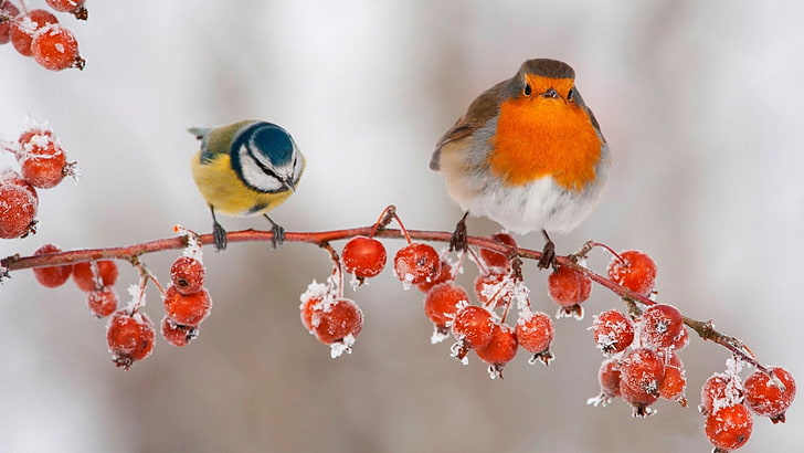 robin eropa, burung, burung, robin, titmouse, es, musim dingin, embun beku, beri, beri, ranting, cabang, beri merah, Wallpaper HD