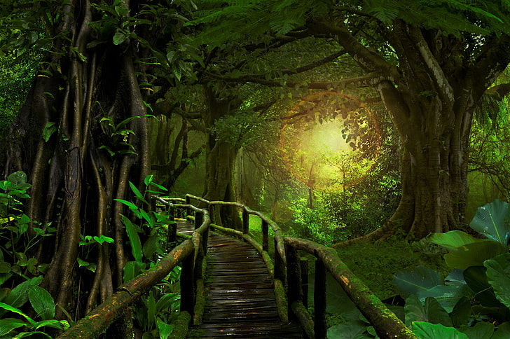 tanaman hijau, hutan, hutan hujan, pohon, Wallpaper HD