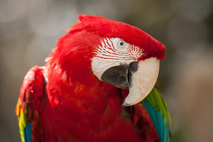 Red Green Macaw, 4K, Parrot, HD wallpaper