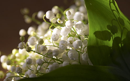 white lily of the valley flowers, macro, flowers, muguet, white, green, HD wallpaper HD wallpaper