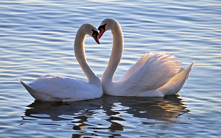 Love Swans, Animals, Birds, animal, love, swan, HD wallpaper