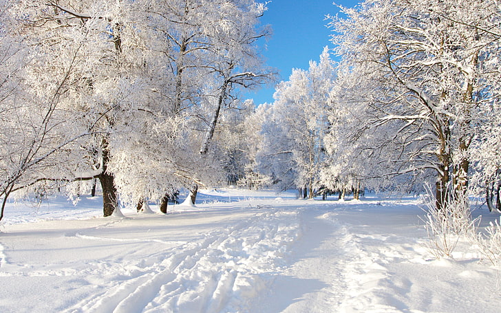 vita lövträd, träd, rimfrost, snö, lock, grått hår, vinter, friskhet, spår, HD tapet