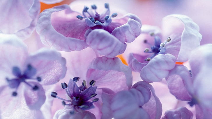 purple orchid flower digital wallpaper, plants, flowers, purple, spotted, HD wallpaper