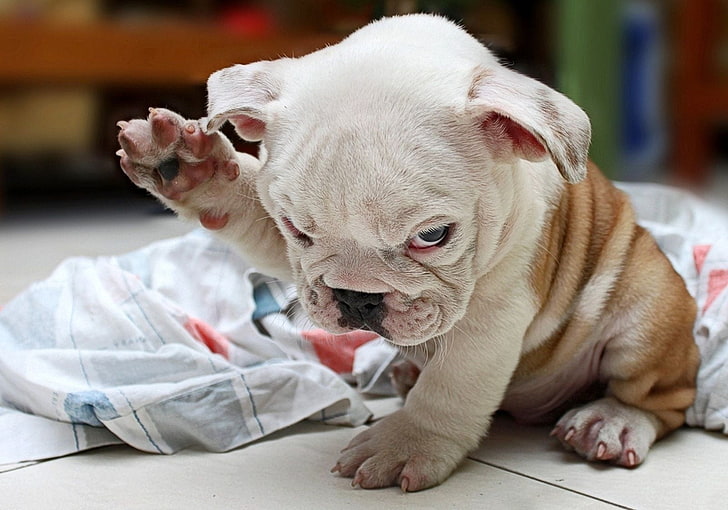 white and brown puppy, puppy, fold, bulldog, cute, dog, HD wallpaper