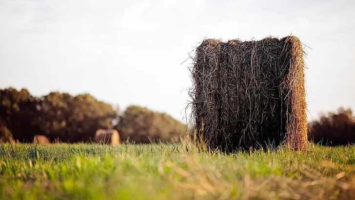 black and brown fur textile, depth of field, nature, field, grass, haystacks, HD wallpaper