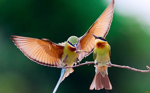 birds, bee-eaters, animals, wildlife, colorful, HD wallpaper HD wallpaper