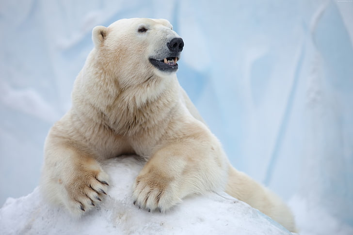 남극 대륙, 곰, 북극곰, HD 배경 화면