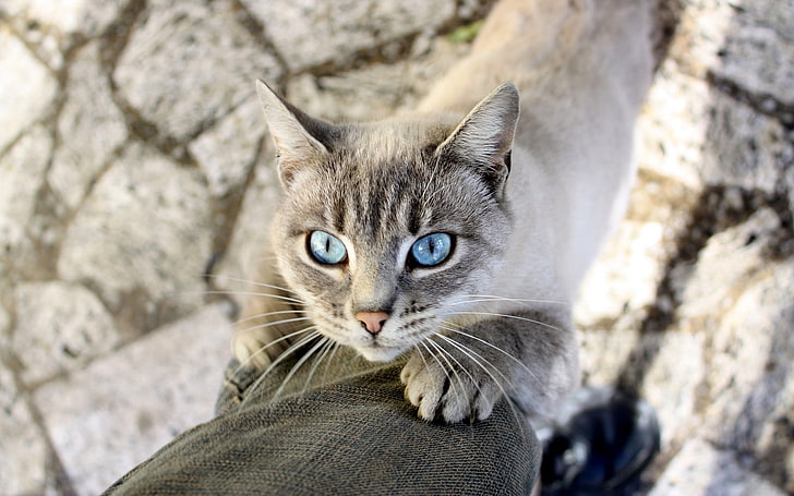 binatang, kucing, mata biru, Wallpaper HD