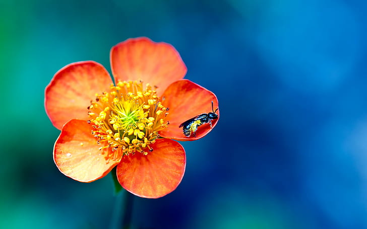 Pollenüberdosis, Pollen, Überdosis, Blumen, HD-Hintergrundbild