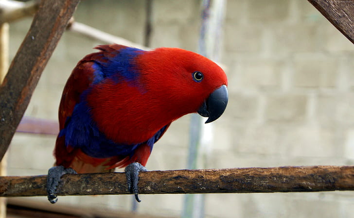 Eclectus roratus, red, electus parrot, Gag Island, Wallpaper HD