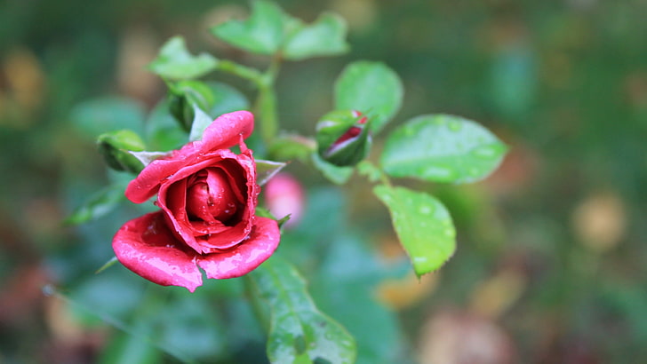 rosa Blume, Blumen, rote Blumen, Rose, Rosen, Draufsicht, HD-Hintergrundbild