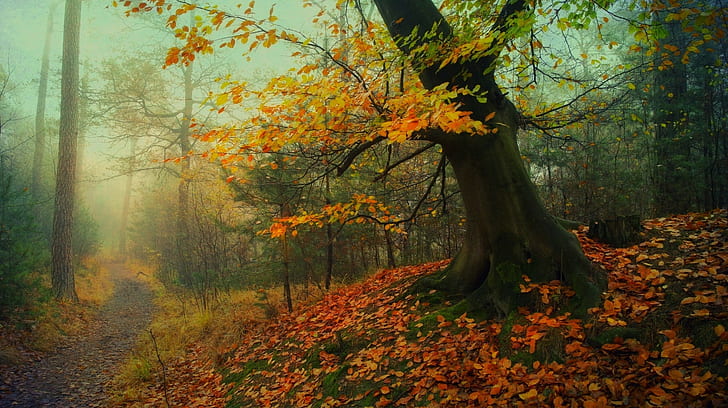 natura paesaggio sentiero nel bosco foglie d'autunno nebbia alberi muschio radici erba mattina, Sfondo HD