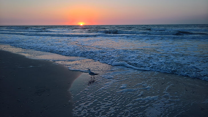 South Carolina, Sonnenaufgang, Möwe, Wellen, Küste, Ufer, Sonne, Vereinigte Staaten, HD-Hintergrundbild