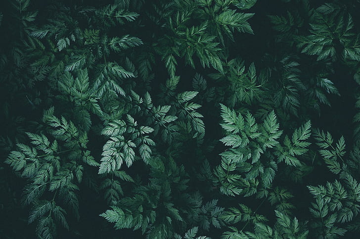 natureza, folhas, plantas, verde, HD papel de parede