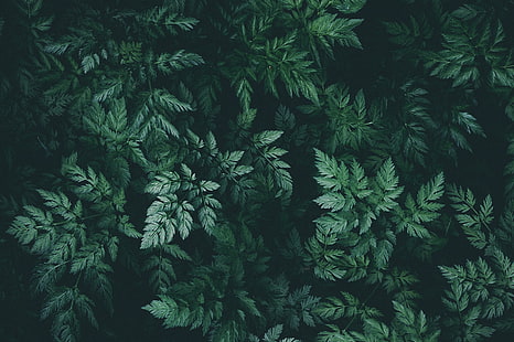 природа, листья, растения, зеленые, HD обои HD wallpaper