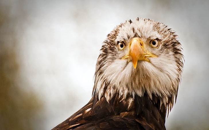 white and brown eagle, eagle, bird, predator, HD wallpaper