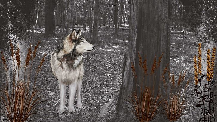 Вълк в гората, бял и черен аляски маламут близо до дървената живопис, дървета, гора, вълк, див, плевели, черно и бяло, 3d и абстрактно, HD тапет