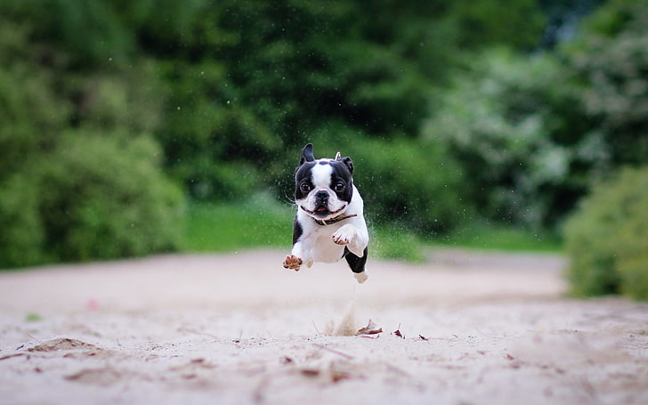 sand, running, Boston Terrier, HD wallpaper