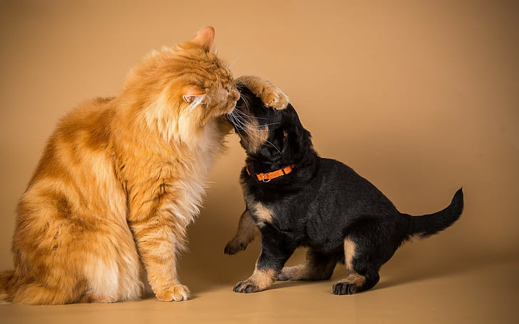 Cat and dog friendship, Cat, Dog, friendship, HD wallpaper