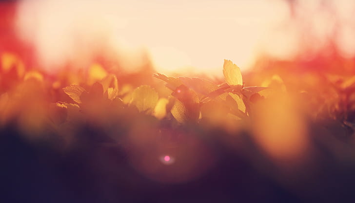 warm colors, plants, blurred, HD wallpaper