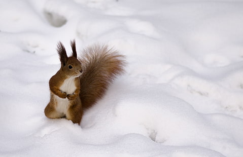 brown squirrel, squirrel, snow, curiosity, HD wallpaper HD wallpaper