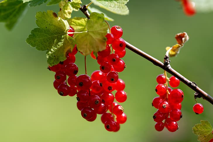 macro, berries, background, branch, red currant, гроздбя, HD wallpaper