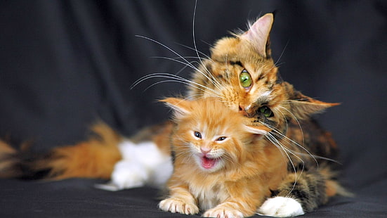 القط البني والأسود مع هريرة ، قطة ، مين كون ، هريرة ، مرقطة، خلفية HD HD wallpaper