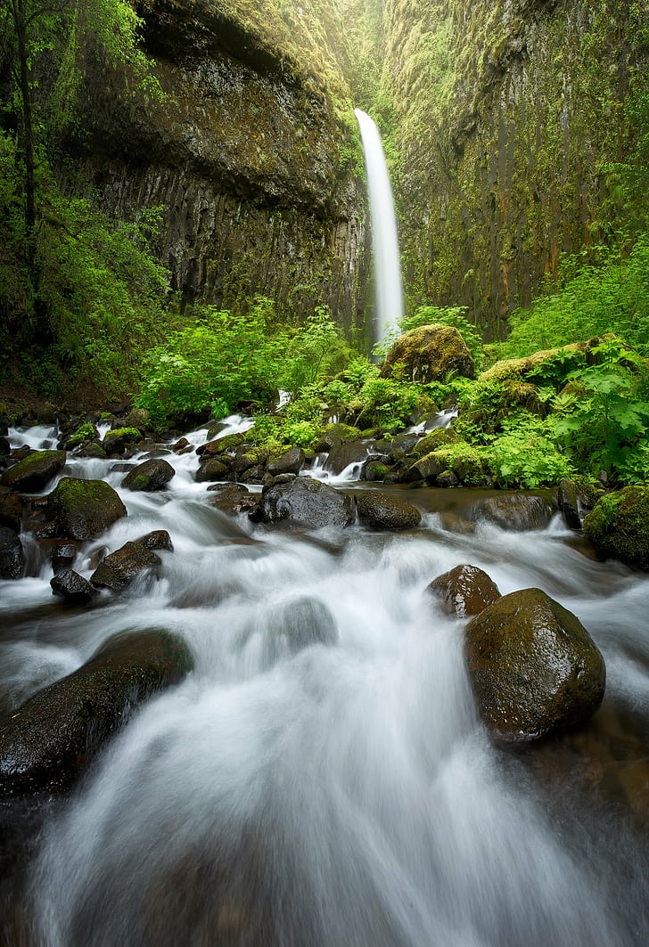 waterfalls surrounded by green plants and moss, dry creek, dry creek, Dry Creek, Falls, green plants, moss, Waterfall, Oregon, columbia  river  gorge, nature, stream, forest, river, freshness, water, tree, tropical Rainforest, outdoors, rock - Object, landscape, scenics, green Color, beauty In Nature, flowing, wet, HD wallpaper