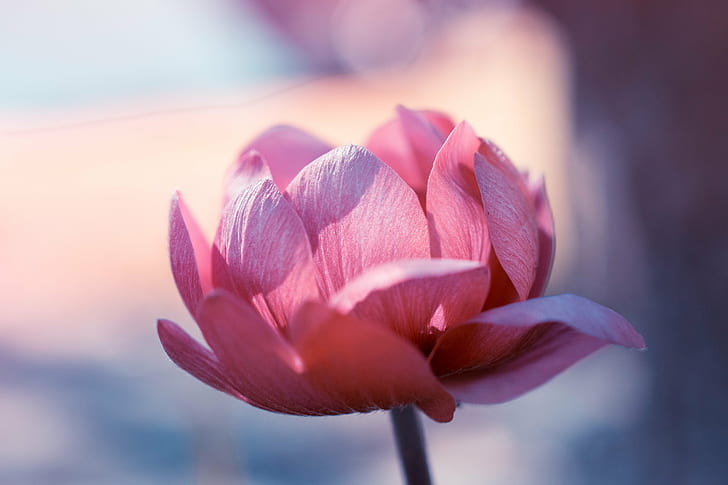 pink tulip flower in close up photography, Nikon d5300, macro, pink, tulip, flower, close up photography, Bokeh, dof, nikkor, nikon  d5300, 40mm, nature, plant, petal, pink Color, flower Head, beauty In Nature, close-up, lotus Water Lily, HD wallpaper